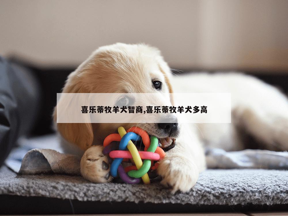 喜乐蒂牧羊犬智商,喜乐蒂牧羊犬多高